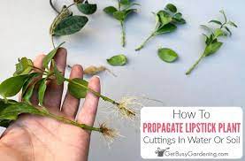 propagating lipstick plant