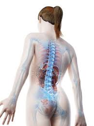 Please update your bookmarks accordingly. Human Body Model Showing Female Anatomy With Internal Organs In Rear View Digital 3d Render Illustration Guts Science Stock Photo 308626522