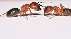 moisture ants vs sugar ants