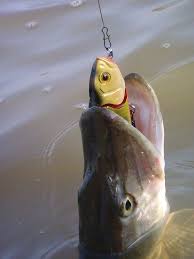 Résultat de recherche d'images pour "poisson harponné close up sur la gueule"