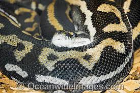 australian python photos pictures and