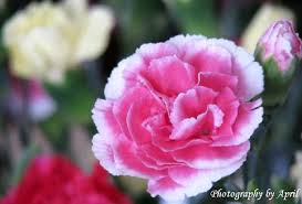 Order with global rose for the best wholesale prices on pink carnations flowers, now available for sale online in bulk quantities! Pink Edge Carnation Flowers