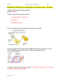 Dna processes dna replication protein synthesis dna transcription. Dna Structure Replication And Genetic Code 25 Points