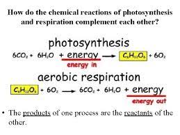 Photosynthesis Respiration What Do