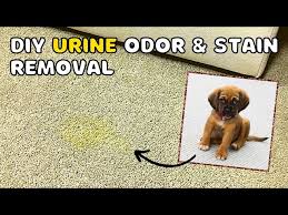 pet urine odor and pet urine stains