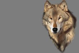 Wolf, Head Wallpaper & Background Image ...