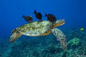 green sea turtles underwater