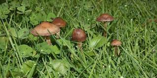 But since some mushrooms can be poisonous, you may be newly laid sod. What S Growing On Here S What You Should Know About The Fungi And Mushrooms In Your Lawn
