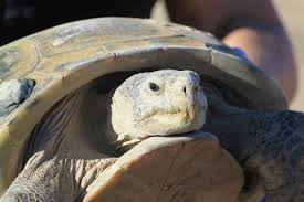 rarest tortoise species