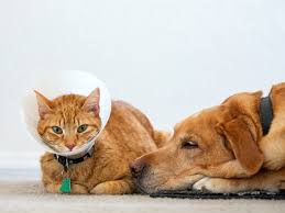 Maybe you would like to learn more about one of these? The Best Pet Insurance Companies In 2021