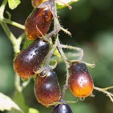 seeds of tomato indigo pearl drops