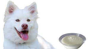 can dogs eat yogurt everything you