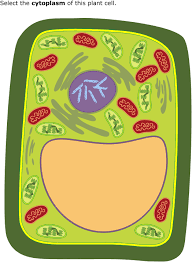 ixl plant cell diagrams label parts