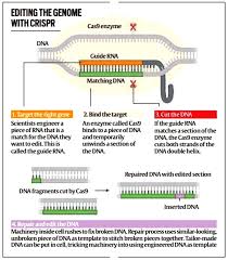 crispr cas9 for sickle cell anaemia