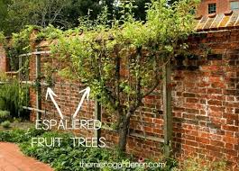 Most varieties of fruit trees will start as a small whip, which is only one main trunk. Choosing Fruit Trees For Small Gardens The Micro Gardener