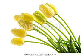 Foto circa fiori gialli isolati su fondo bianco. Tulips Fiori Gambo Giallo Lungo Tulips Giallo Gambo Lungo Fondo Fiori Bianchi Canstock