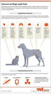 Familiarizing yourself with different possible canine cancer symptoms may help you identify the problem at its. Pin On Vet Medicine