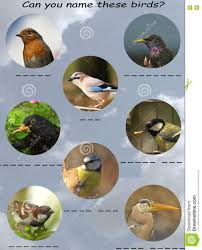 Bird Chart For Children Stock Image Image Of Birds Sparrow