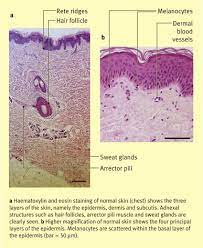 function of skin hair and nails