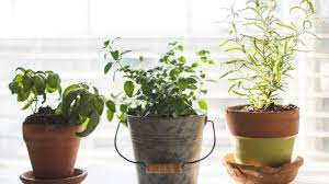 grow in your apartment garden