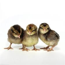 Day Old Baby Chick Photos