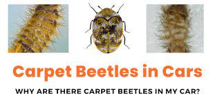 carpet beetles in car why and what to do