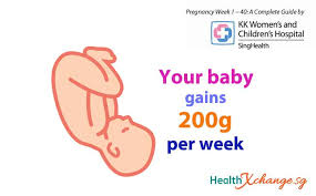 pregnancy week 30 baby gains 200g per