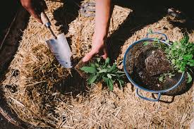 Soil To Get The Best Out Of Your Garden