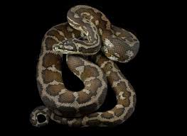 a beginner s guide to carpet pythons a