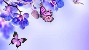 Butterfly Wallpaper for mobile phone ...