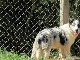 Maybe you would like to learn more about one of these? Canil Dacarol Border Collie Femea Blue Merle 5 Meses Facebook