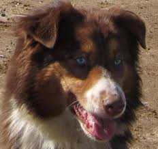 Established in 1918, frying pan ranch is a working cattle ranch with a long history of relying on excellent dogs as both family companions and key partners on the ranch. Australian Shepherd Puppies Colorado Australian Shepherd Puppies Colorado