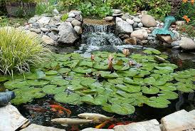 the costs of a backyard pond bechewy