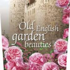 Old English Garden Beauties