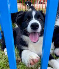 border collie puppies dogs puppies