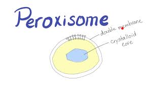 Figure 1 animal cell j.soucie : Peroxisome What S The Function Youtube