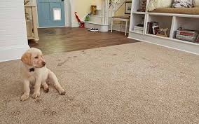 pet carpet deals benim k12 tr 1689125934