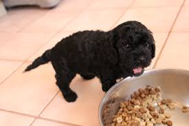 How To Feed Your New Puppy Eden Dog