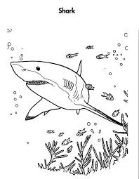 Mean great white shark coloring pages eliolera. Great White Shark Is Hunting For The Prey Coloring Page Kids Play Color Shark Coloring Pages Shark Coloring Shark Coloring Page