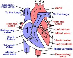 Blood Flow Heart Diagram