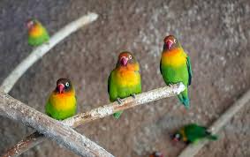 discover every type of lovebird a z