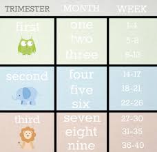 Baby Trimesters Chart Pregnancy Calendar By Weeks And Months