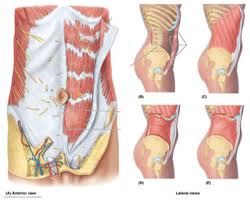 anterior abdominal wall muscles quiz