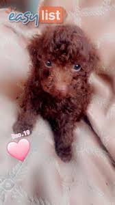 dogs teacup choc male toy poodles 2