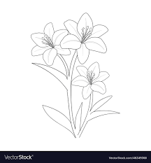 lily flower drawing simple easy lili