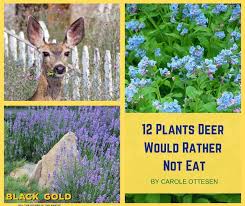Keep Deer Away From My Vegetable Garden