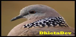 Suara burung terkukur developed by. Burung Tekukur Terbaik Mp3 1 0 Apk Download Com Perkutut Tekukur Dhietadev Apk Free