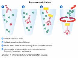 immunoprecipitation protocol leinco