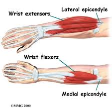 10 write in a tabulated form the origin, insertion, action and nerve supply of superficial muscles of extensor compartment of forearm. Forearm Muscles Flexors And Extensors Park Sports Physical Therapy