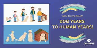 How To Calculate Dog Years To Human Years Certapet